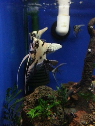 Tropical Marine Centre - Sydney Tourism 3