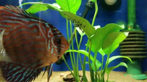 Tropical Marine Centre - Sydney Tourism 4