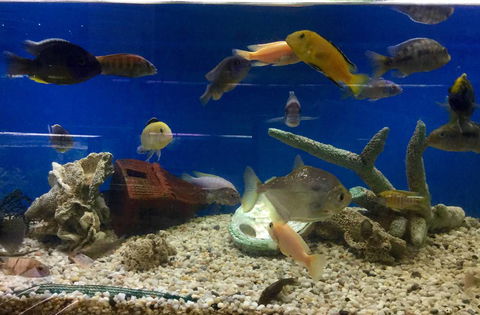 Clearwater Aquariums - Sydney Tourism 3