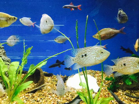 Clearwater Aquariums - Sydney Tourism 4