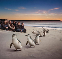 Down Under Thrills - Sydney Tourism