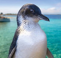 Full-Day Penguin Island  Fremantle Town - Sydney Tourism