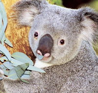 Perth Zoo General Entry Ticket and Sightseeing Cruise