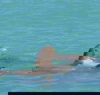 Snubfin Dolphin Eco Cruise from Broome - Sydney Tourism