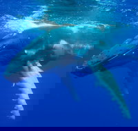 Dunsborough Whale Watching Eco Tour - Sydney Tourism