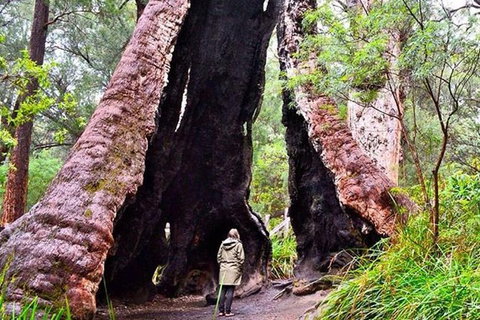 Margaret River Wineries, Caves, Ocean And Karri - Air & Ground Tour - Sydney Tourism 0