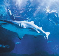 Snorkel with Sharks at AQWA