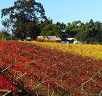 Swan Valley Wine Time Private Day Tour