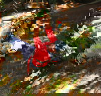 Trees Adventure Lane Poole Park - Treetop  Zipline Experience - Sydney Tourism