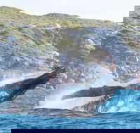 Jet Boat Whale Watching Safari from Dunsborough - Sydney Tourism