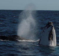 Perth Whale-Watching Cruise from Hillarys Boat Harbour