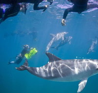 Swim with Wild Dolphins