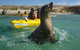 Penguin And Seal Island Kayak Tour - thumb 0
