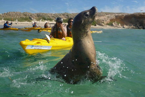 Penguin And Seal Island Kayak Tour - Sydney Tourism 0