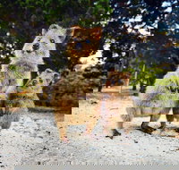 Rottnest Island All-Inclusive Grand Island Tour from Fremantle - Sydney Tourism