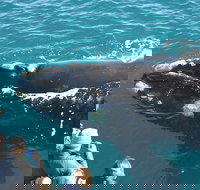 Augusta Whale Watching Eco Tour - Sydney Tourism