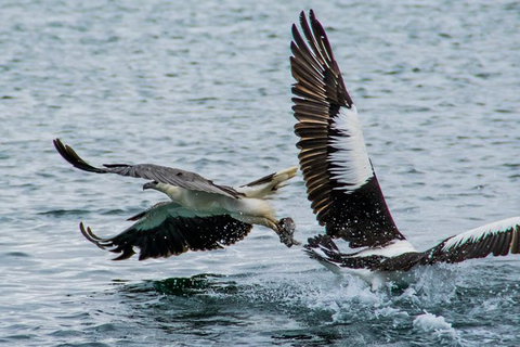 Albany Wildlife And Scenic Cruise - Sydney Tourism 4