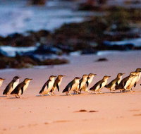 Phillip Island Penguin Parade Entry and Express Shuttle from Melbourne - Sydney Tourism