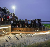 Small-Group Phillip Island Day Trip from Melbourne with Penguin Plus Viewing - Sydney Tourism