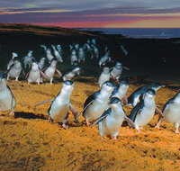Phillip Island Tour from Melbourne - Sydney Tourism