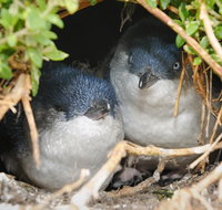 Phillip Island Penguin Parade Evening Tour - Sydney Tourism