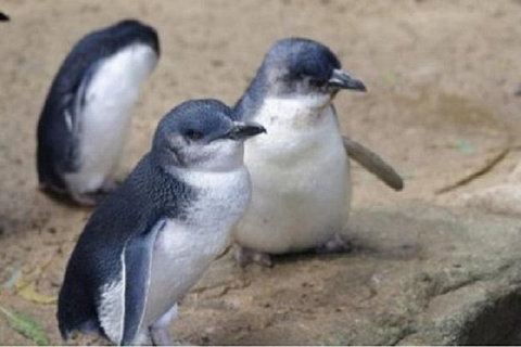 Phillip Island Tour Including Phillip Island Penguin Parade - Sydney Tourism 1