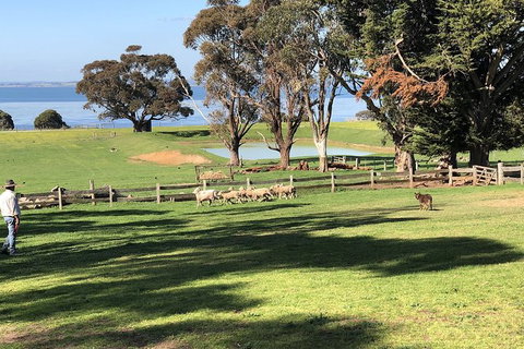 Phillip Island Tour Including Phillip Island Penguin Parade - Sydney Tourism 8