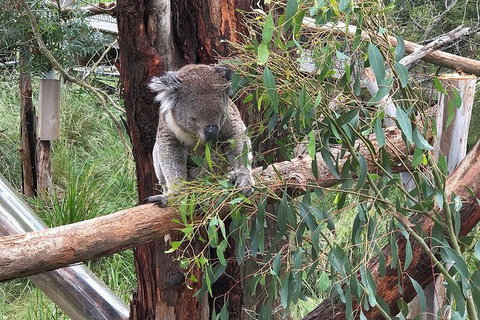 Phillip Island Tour Including Phillip Island Penguin Parade - Sydney Tourism 3
