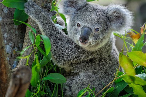 Phillip Island Hike And Aussie Wildlife Adventure - Sydney Tourism 1