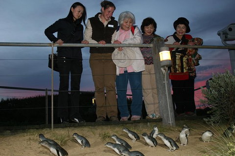 Phillip Island Penguin Parade Tour From Melbourne Including Koala Conservation Centre - Sydney Tourism 0