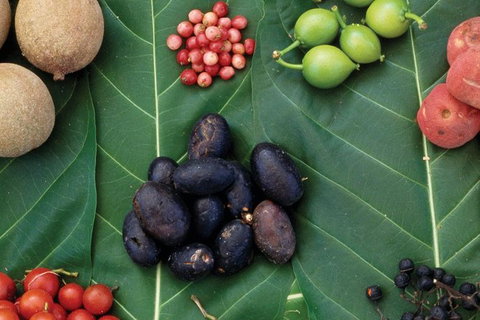 AUSTRALIAN NATIVE FOOD TOUR From Melbourne - Sydney Tourism 0