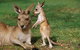 HEALESVILLE SANCTUARY ZOOBUS - MELBOURNE CITY RETURN - thumb 0