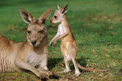 HEALESVILLE SANCTUARY ZOOBUS - MELBOURNE CITY RETURN - Sydney Tourism 0