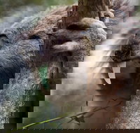 Phillip Island Koala Conservation Centre Entry ticket - Sydney Tourism