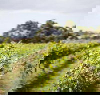 Phillip Island Wine Experience Tour - Sydney Tourism