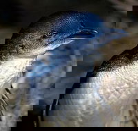 Bonnet Island Experience departing from Strahan - Sydney Tourism