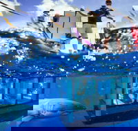 White Shark Tour with Optional Cage Dive from Port Lincoln - Sydney Tourism