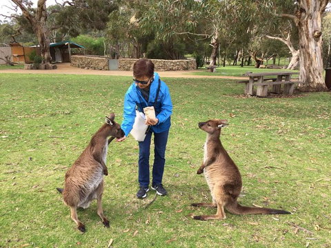 Adelaide Highlights And Hahndorf Tour With Optional River Cruise - Sydney Tourism 3