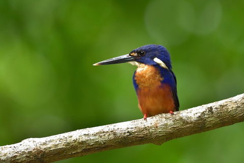 Daintree River Dawn Cruise - Sydney Tourism 0