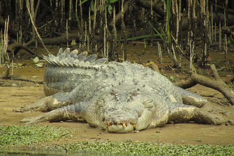 Daintree River Dawn Cruise - Sydney Tourism 1