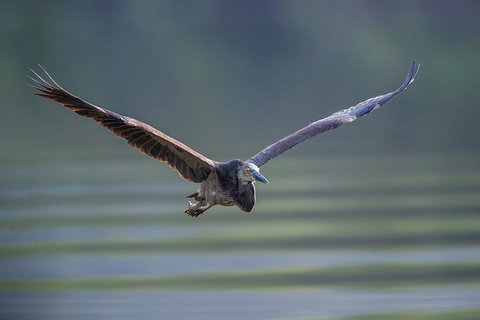 Daintree River Dawn Cruise - Sydney Tourism 10