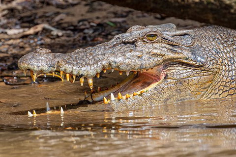 Daintree River Dawn Cruise - Sydney Tourism 15