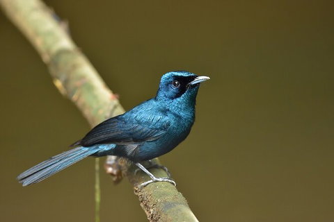Daintree River Dawn Cruise - Sydney Tourism 11