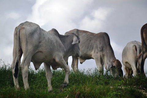 Daintree River Cruise - Sydney Tourism 6