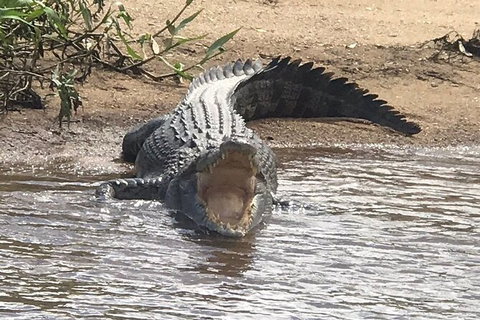Daintree River Cruise - Sydney Tourism 5