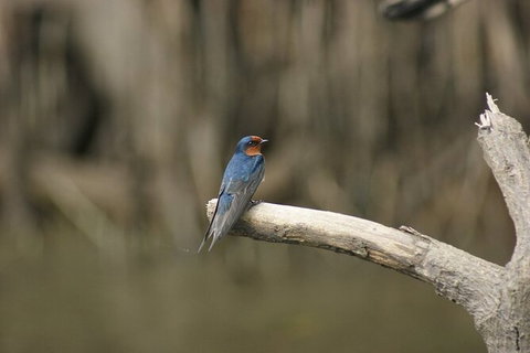 Daintree River Cruise - Sydney Tourism 8