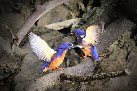 Daintree River Sunset Cruise - Sydney Tourism 3
