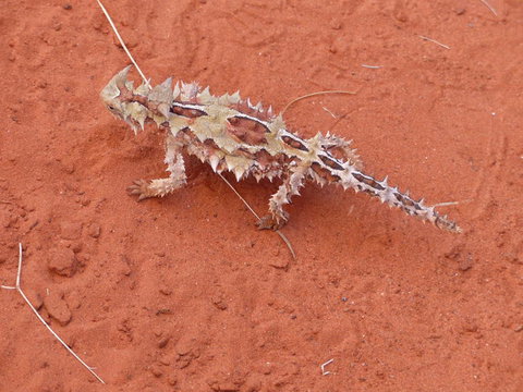Alice Springs Highlights Half-Day Tour - Sydney Tourism 5