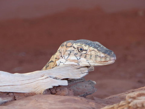 Alice Springs Highlights Half-Day Tour - Sydney Tourism 6