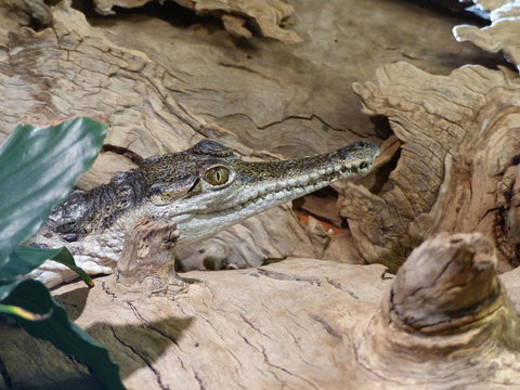 Alice Springs Highlights Half-Day Tour - Sydney Tourism 7